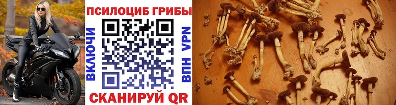 закладки  Апшеронск  Галлюциногенные грибы мицелий 